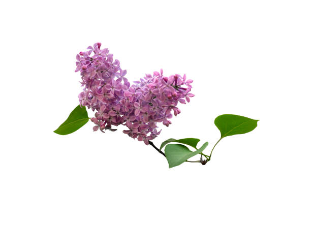 istock Beautiful blooming lilac branch isolated on white background. 979111560
