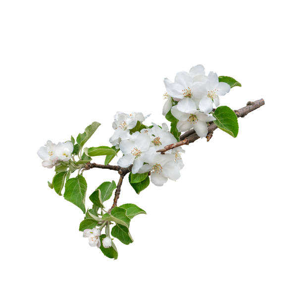 istock Beautiful lush blossoming apple tree branch isolated on white background. Design element. 979111808