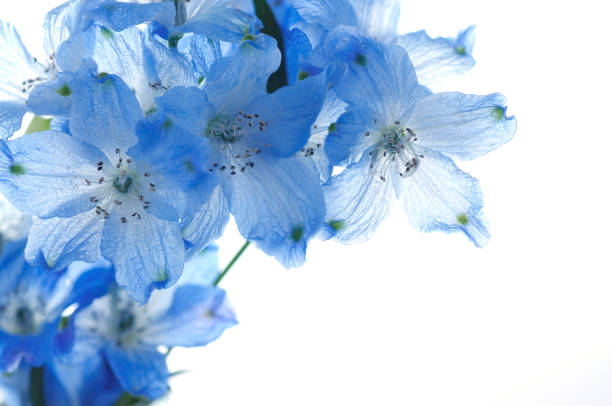 istock flowers of delphinium on a white background 979111934