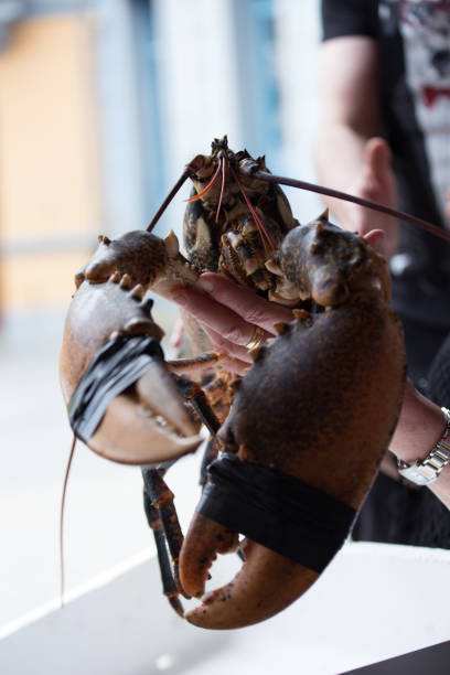 istock Lobster Bogavante 979116106