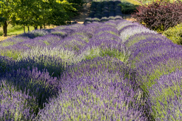 istock Garden with the flourishing lavender 979116124