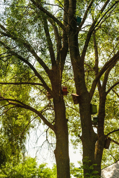 istock small bird houses hanged in trees 979116820