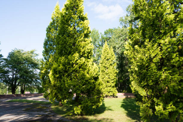 солнечное дерево парка - eastern arborvitae стоковые фото и изображения