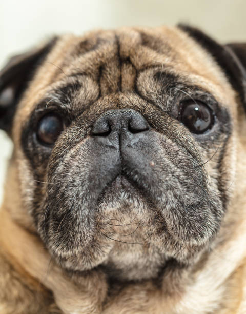istock portrait of dog pug breed 979131822