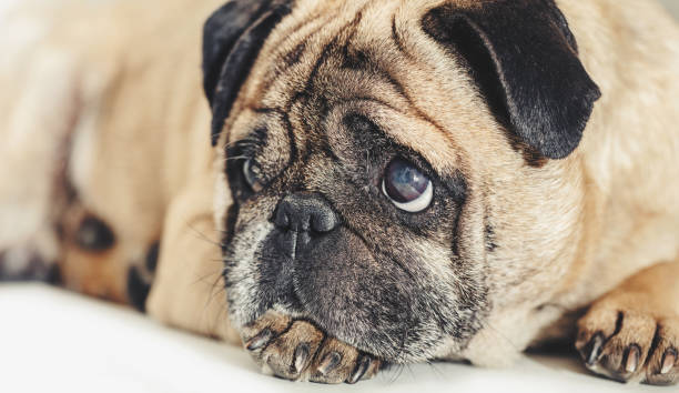 istock Pug dog lying close-up 979132216