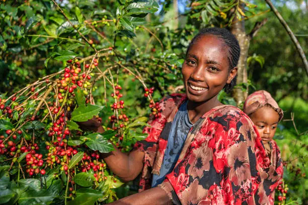 Young African woman collecting coffee berries from a coffee plant and carrying her little baby on back, Ethiopia, Africa. There are several species of Coffea - the coffee plant. The finest quality of Coffea being Arabica, which originated in the highlands of Ethiopia. Arabica represents almost 60% of the world’s coffee production..