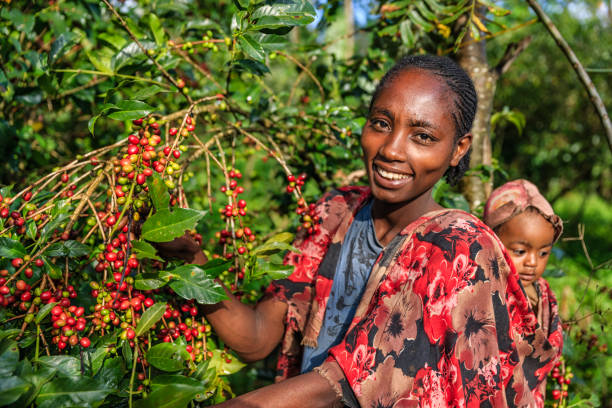 young african woman collecting coffee cherries, east africa - women red fruit picking imagens e fotografias de stock