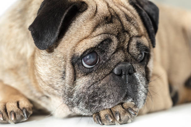 istock Pug dog lying close-up 979135104