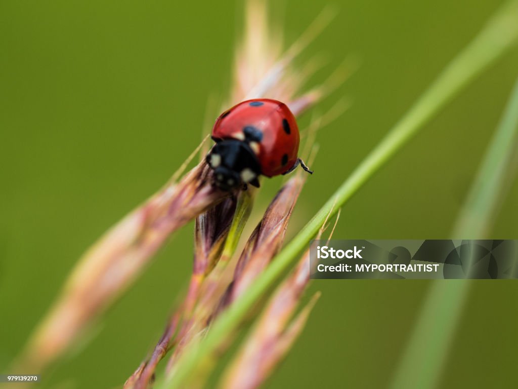 Ladybug Close Red Ladybug Closeup Stock Photo - Download Image Now - Close-up ...
