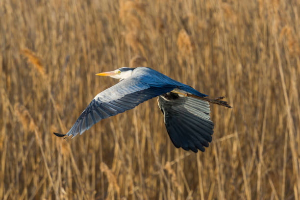 istock side view portrait gray heron (ardea cinerea) flying, reed, sunlight 979147526