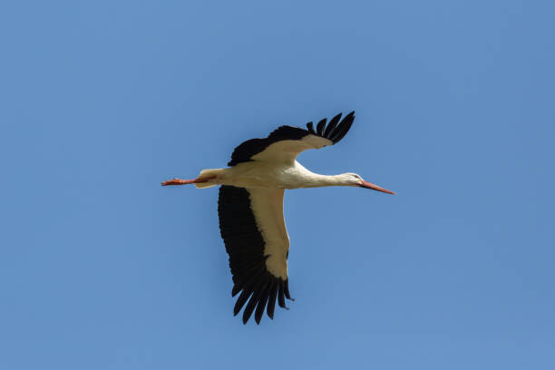 istock portrait white stork (ciconia ciconia) in flight, spread wings 979147644