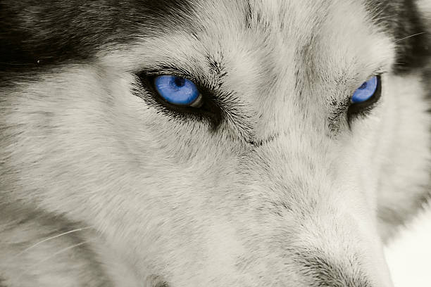 istock Close-up of wolf with blue eyes 97914838