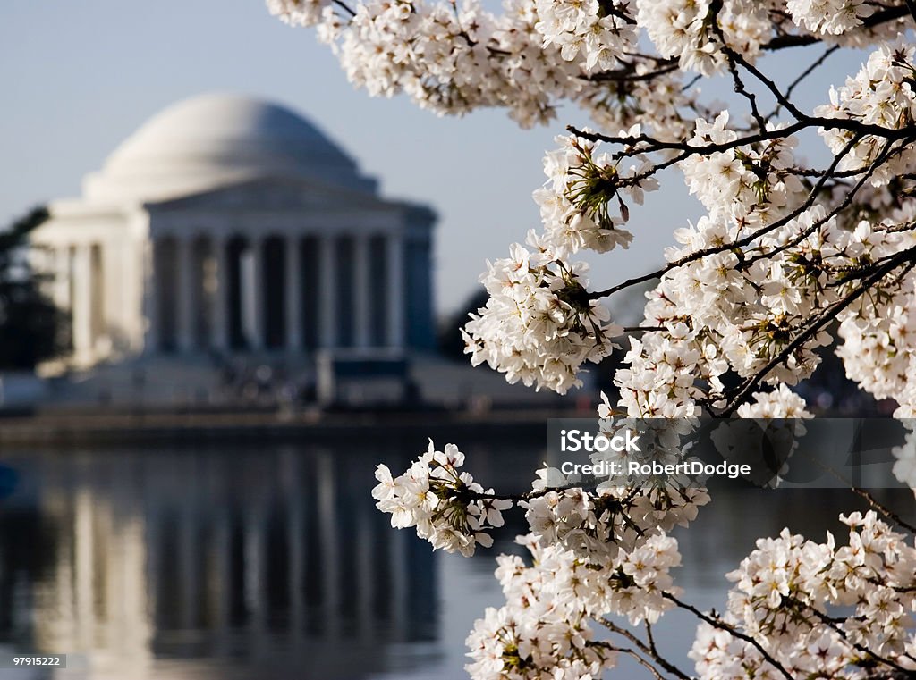 Cherry Blossoms in Washington  Blossom Stock Photo