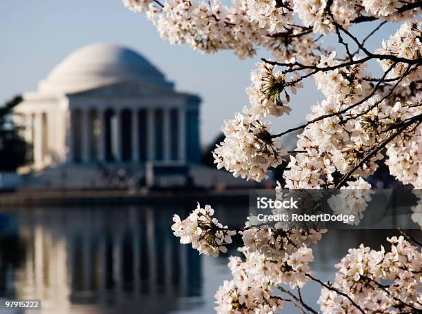 Cherry Blossoms In Washington Stock Photo - Download Image Now - Blossom, Branch - Plant Part, Capital Cities