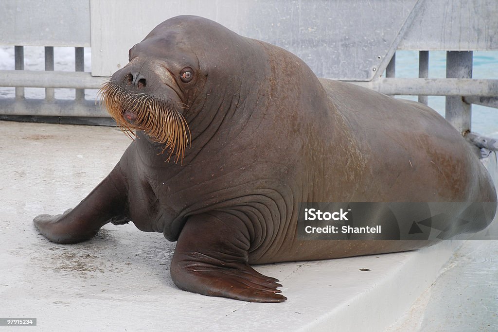 Morsa del atlántico - Foto de stock de Animal hembra libre de derechos