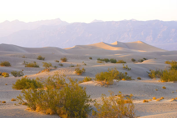 dunas do vale da morte - mesquite tree imagens e fotografias de stock