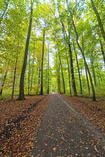 schotterstraße durch den wald - strammer max stock-fotos und bilder