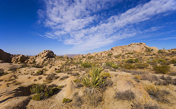 joshua tree np - panoramic california mountain range southwest usa foto e immagini stock