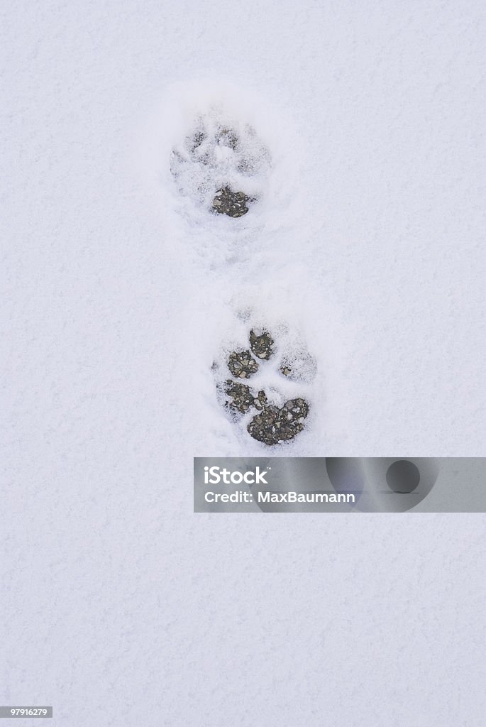 Huellas de perro - Foto de stock de Nieve libre de derechos