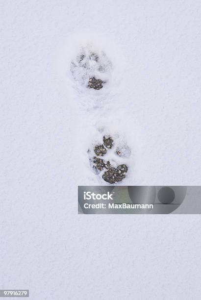 犬用フットプリント - 犬のストックフォトや画像を多数ご用意 - 犬, 雪, カラー画像