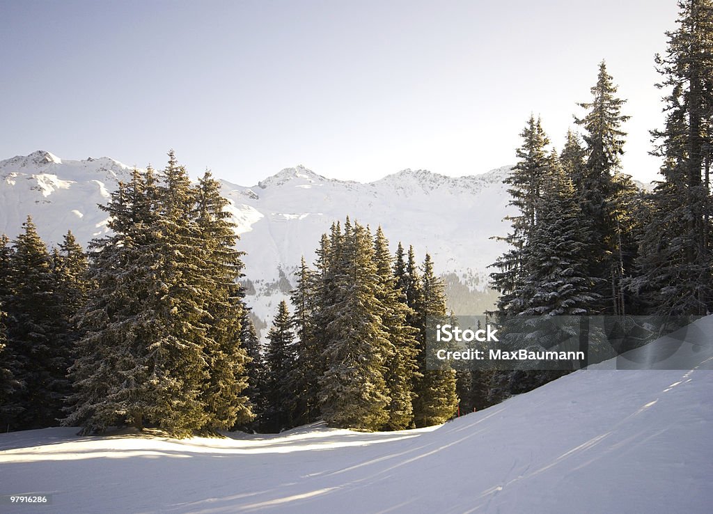 Winter-Wunderland - Lizenzfrei Baum Stock-Foto