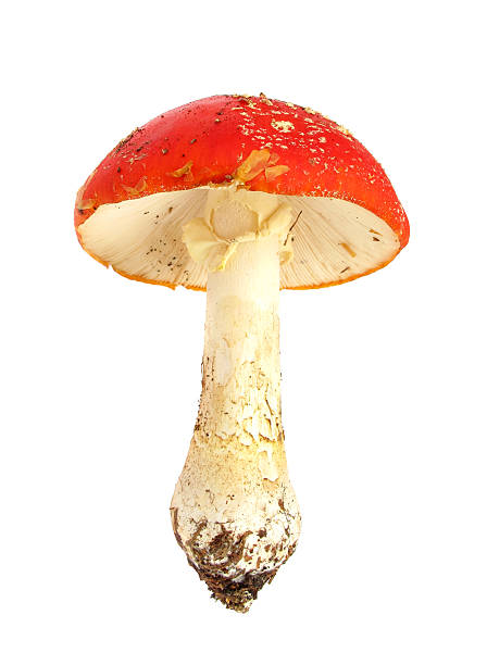 istock Fly Agaric Amanita muscaria mushroom 97916519
