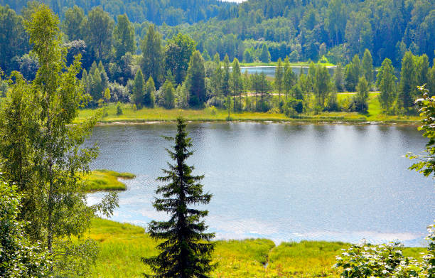 istock Landscape with forest and lakes in Southern Estonia. 979173554