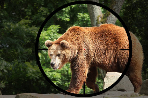 gran oso (ursus arctos) - bear hunting fotografías e imágenes de stock