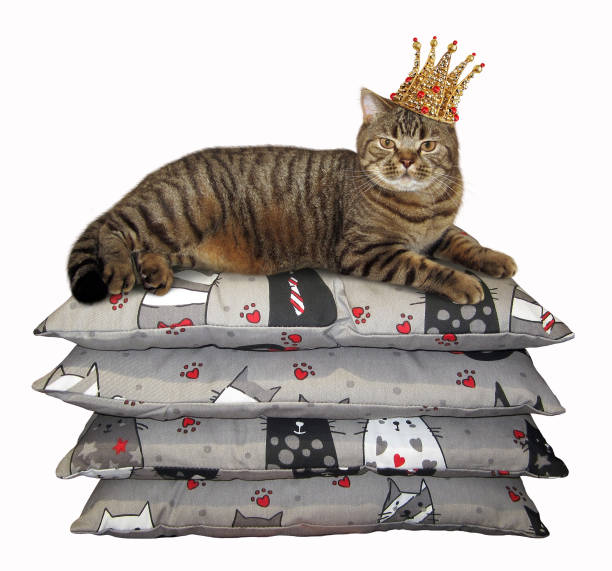 istock Cat in the crown lies on pillows 979188894