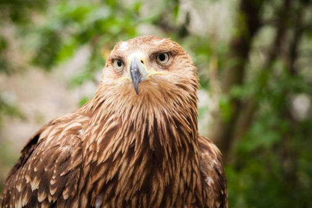 istock Golden eagle Aquila chrysaetos 979192930