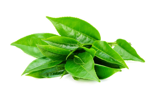 istock Green tea leaves isolated on white background 979193148