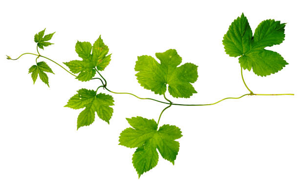 green hop leaves branch isolated on white background
