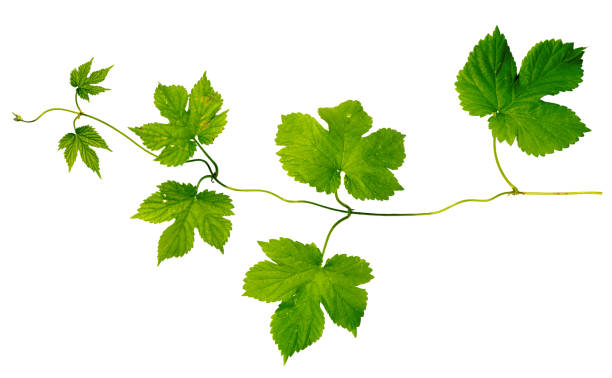 green hop leaves branch isolated on white background stock photo
