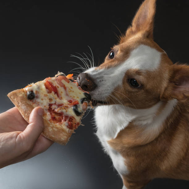 istock cat and dog are fed pizza 979194188