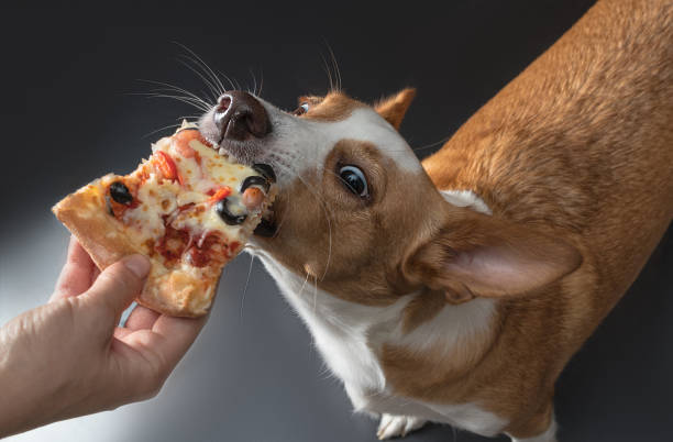 istock cat and dog are fed pizza 979194320