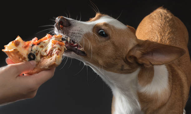 istock cat and dog are fed pizza 979194374