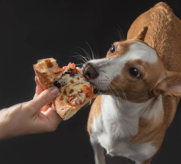 istock cat and dog are fed pizza 979194476