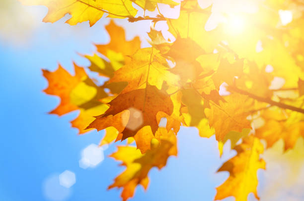 istock Yellow and Red maple leaves during fall season against sunny blue sky 979195130