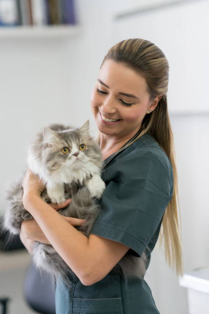 istock Happy veterinarian holding a cat and smiling 979195860