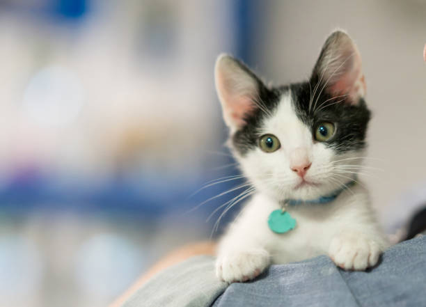 Beautiful rescued kitten Close-up on a beautiful rescued kitten looking at the camera â animal concept pet adoption photos stock pictures, royalty-free photos & images