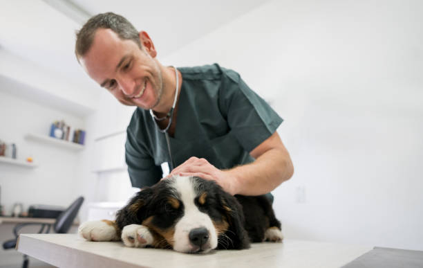 feliz veterinario haciendo un examen médico en un cachorro - animal varón fotografías e imágenes de stock