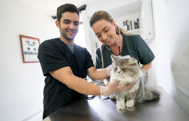 istock Happy veterinarians doing a medical exam on a cat 979195922
