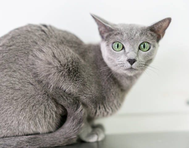 istock Beautiful cat with green eyes looking at the camera 979195928