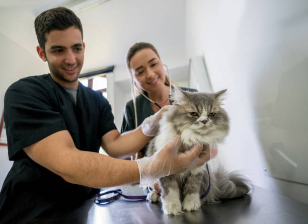 istock Vets doing a medical exam on a cat 979196048