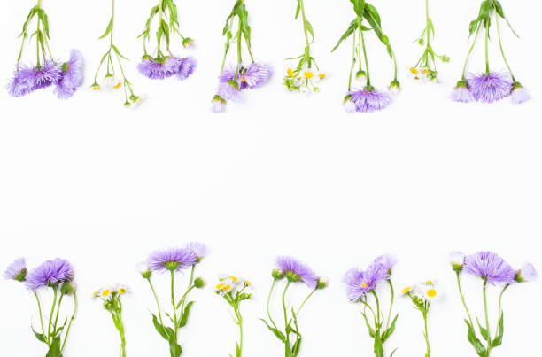 istock Border made of violet flowers and chamomile on white background. Top view with copy space. Flat lay. 979196154