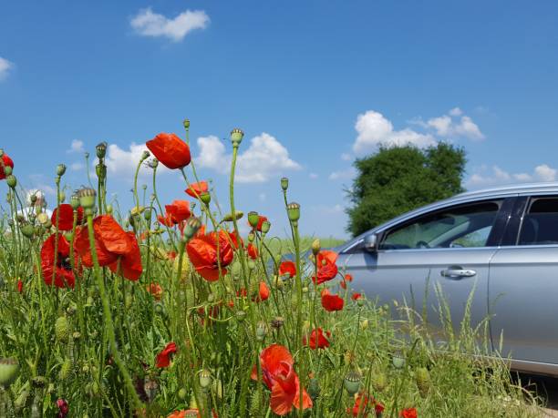 istock A car beside red poppy on the field border 979196274