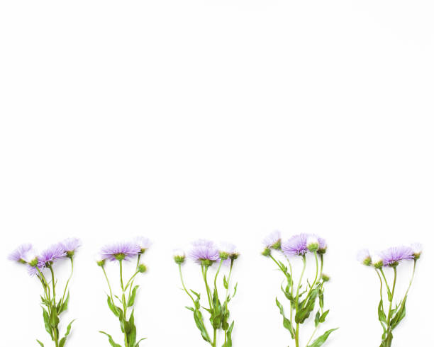 istock Border made of violet flowers on white background. Top view with copy space. Flat lay. 979196458