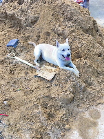 Brown dog on a pile of sand construction site work