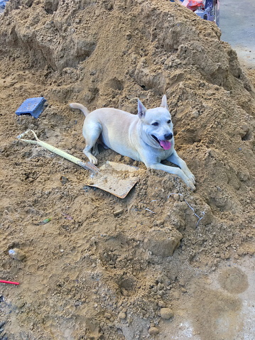 Brown Dog Relaxing in a pile of sand.construction site work