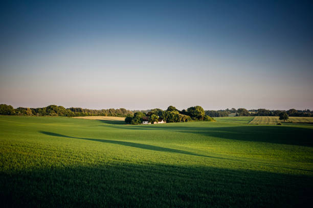 istock Typical Rural Scene in Denmark at Sunset 979204060